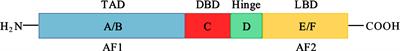 Therapeutic potential of NR4A1 in cancer: Focus on metabolism